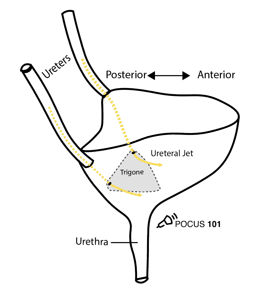 Bladder Ultrasound Made Easy Step By Step Guide POCUS 101