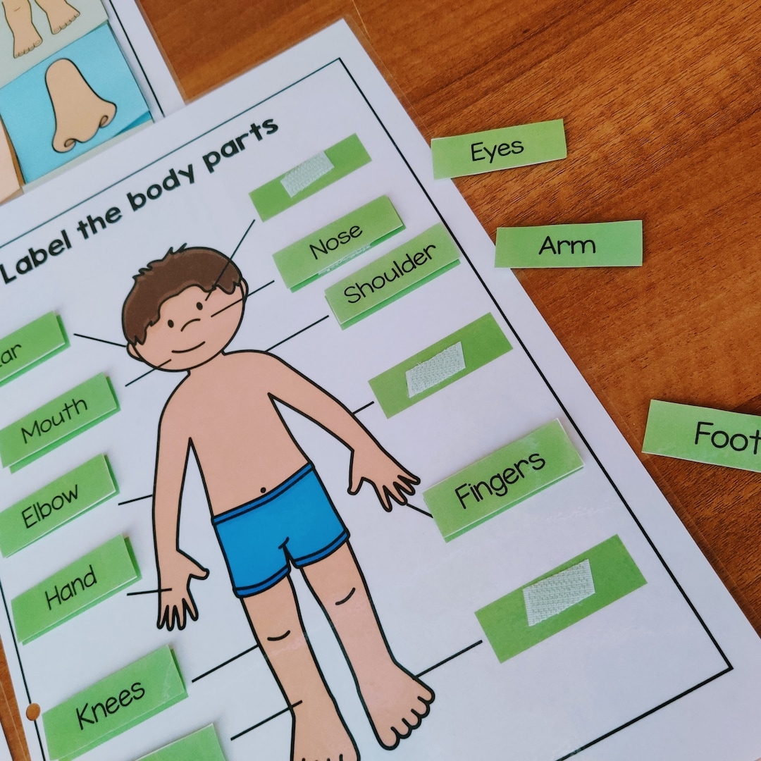 Body Parts Printable Activity Human Body Busy Book Body Parts Matching Worksheets Body Parts Poster Toddlers Prek Preschool Homeschool Etsy