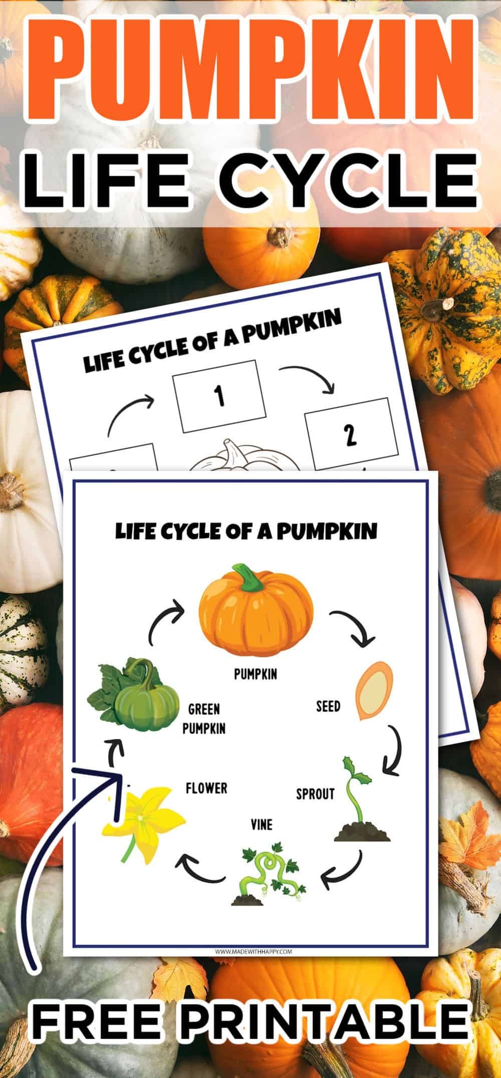 FREE Life Cycle Of A Pumpkin Worksheet Made With HAPPY