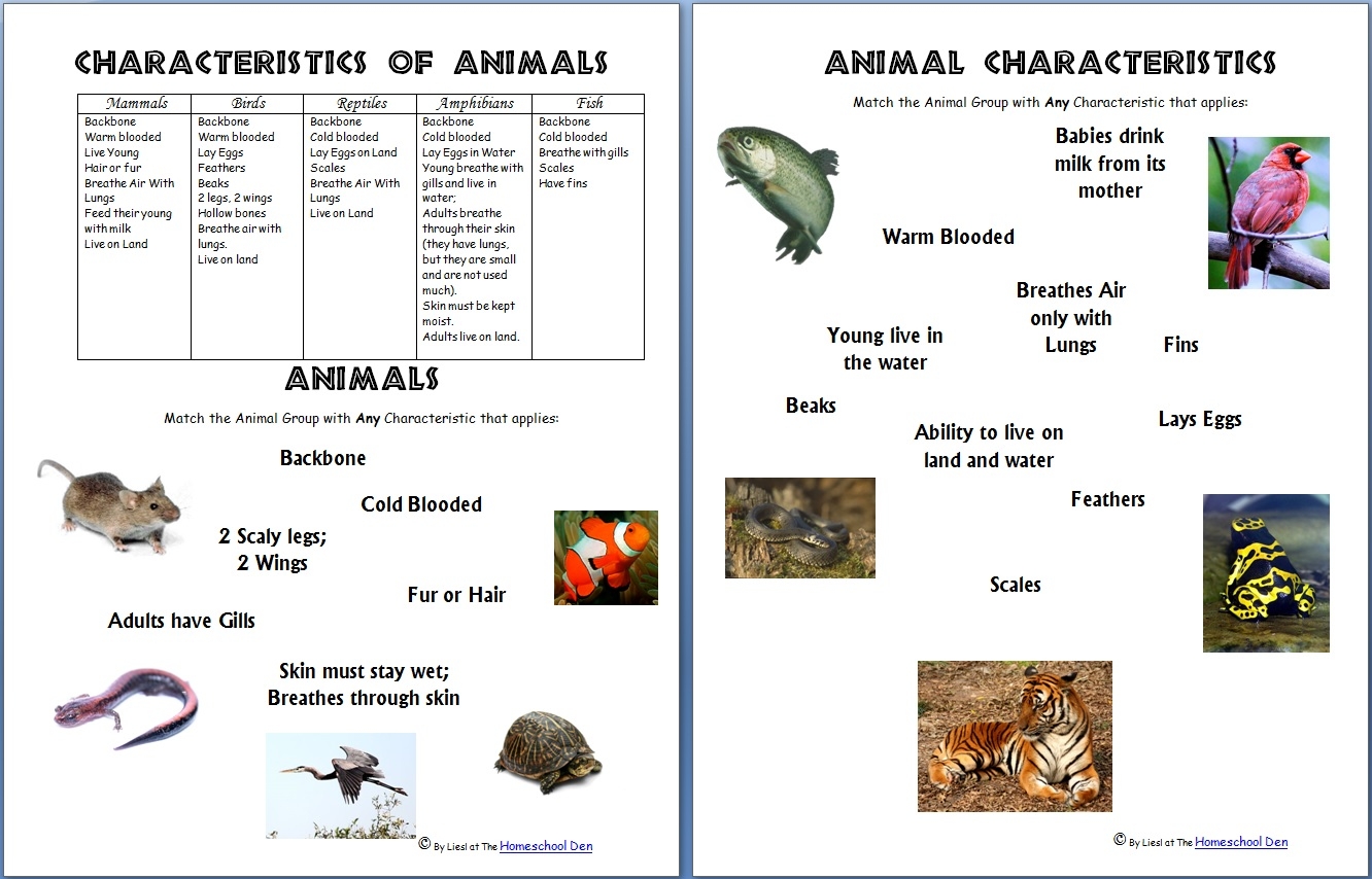 Free Montessori Vertebrate invertebrate Cards Archives Homeschool Den