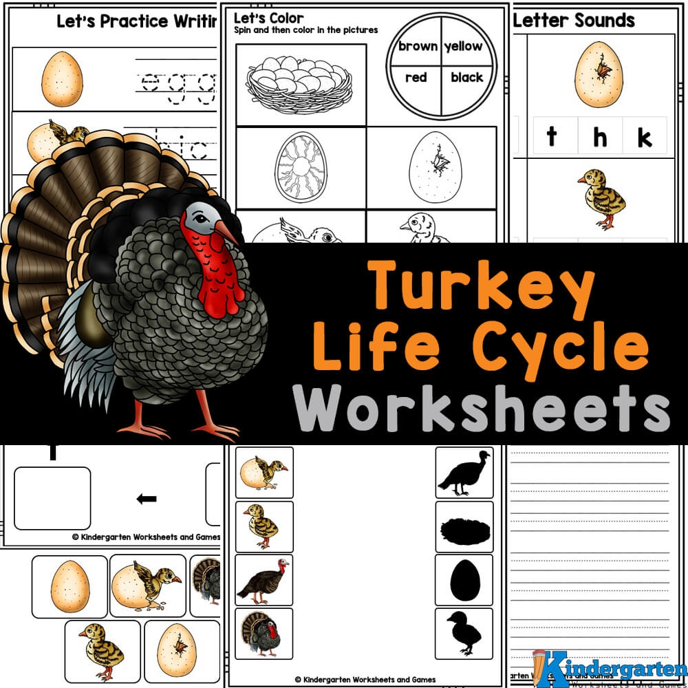  FREE Printable Turkey Life Cycle Worksheets And Activities