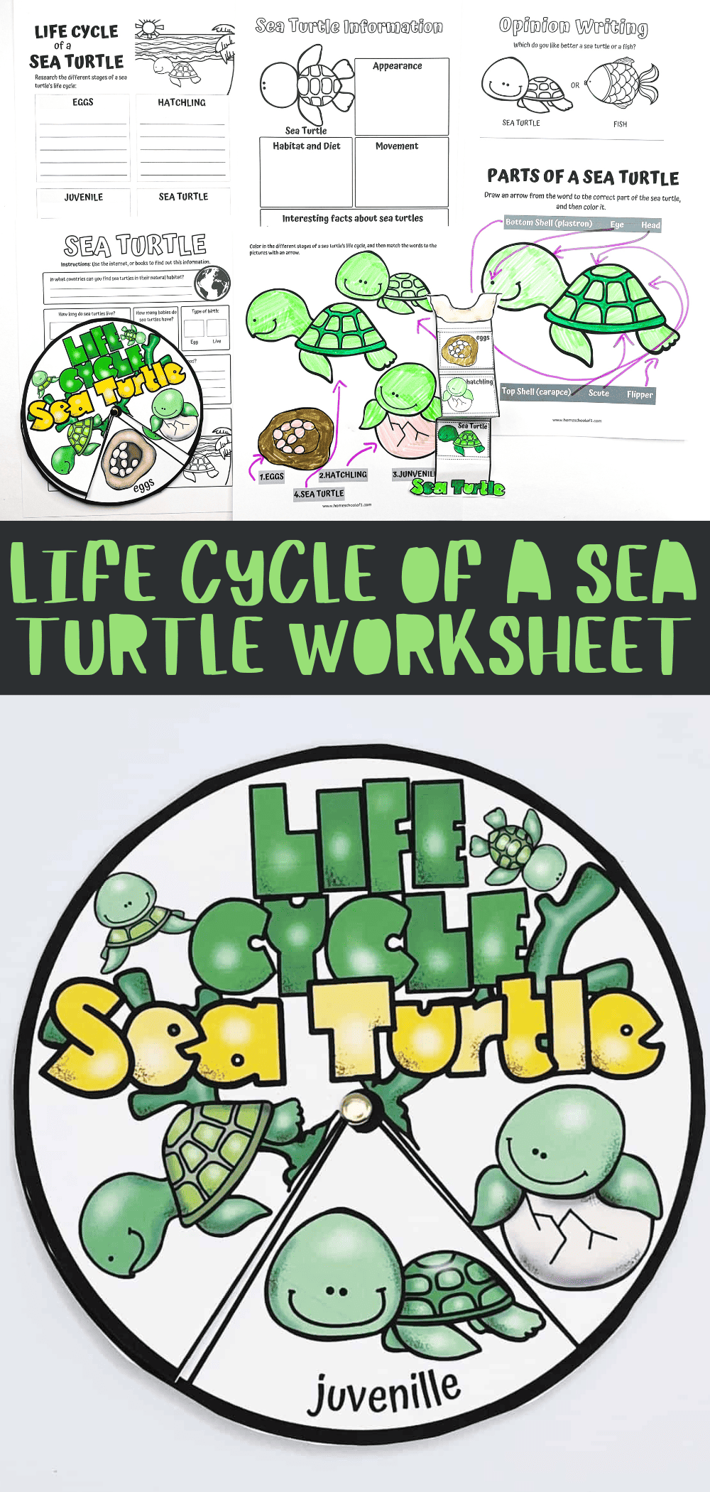 Free Printable Sea Turtle Worksheets