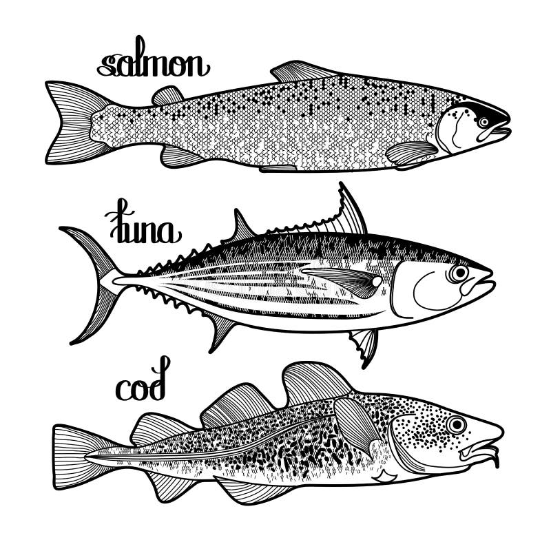 Freshwater Fish Coloring Page Stock Illustrations 241 Freshwater 