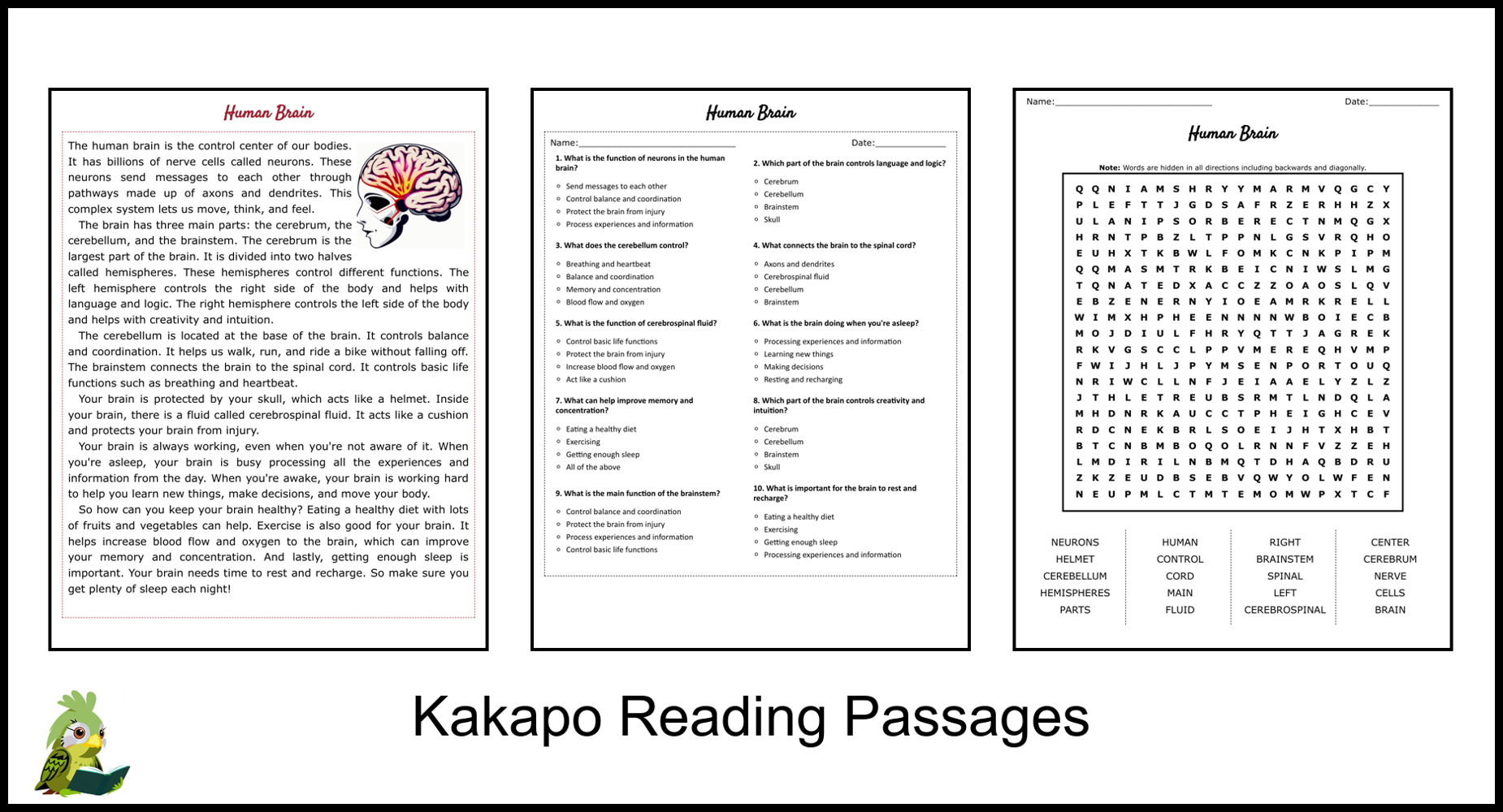 Human Brain Reading Comprehension And Word Search Teaching Resources Human Brain Reading Comprehension And Word Search Teaching Resources