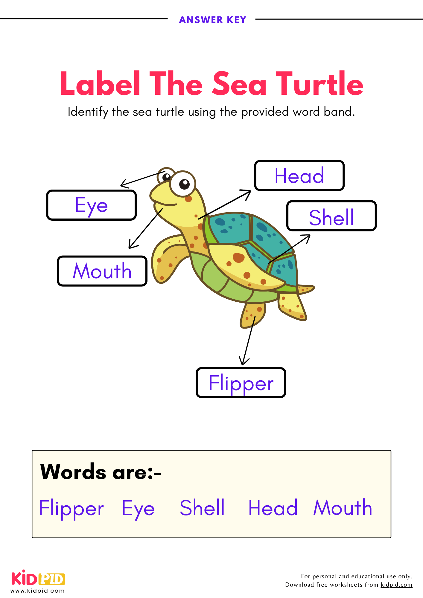 Label The Sea Turtle Worksheet Kidpid