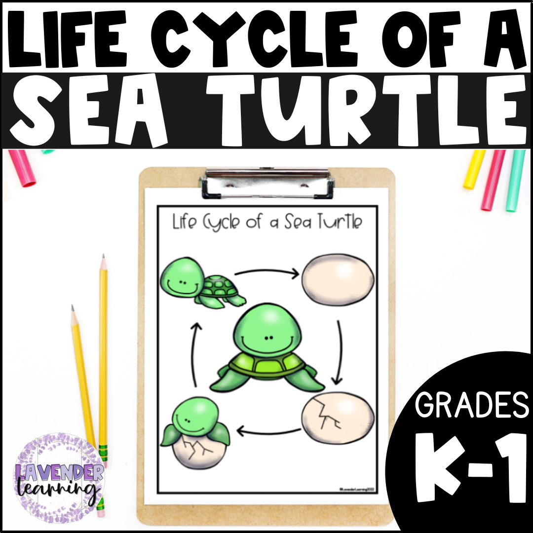 Life Cycle Of A Sea Turtle Activities Worksheets Sea Turtle Life Cycle Made By Teachers