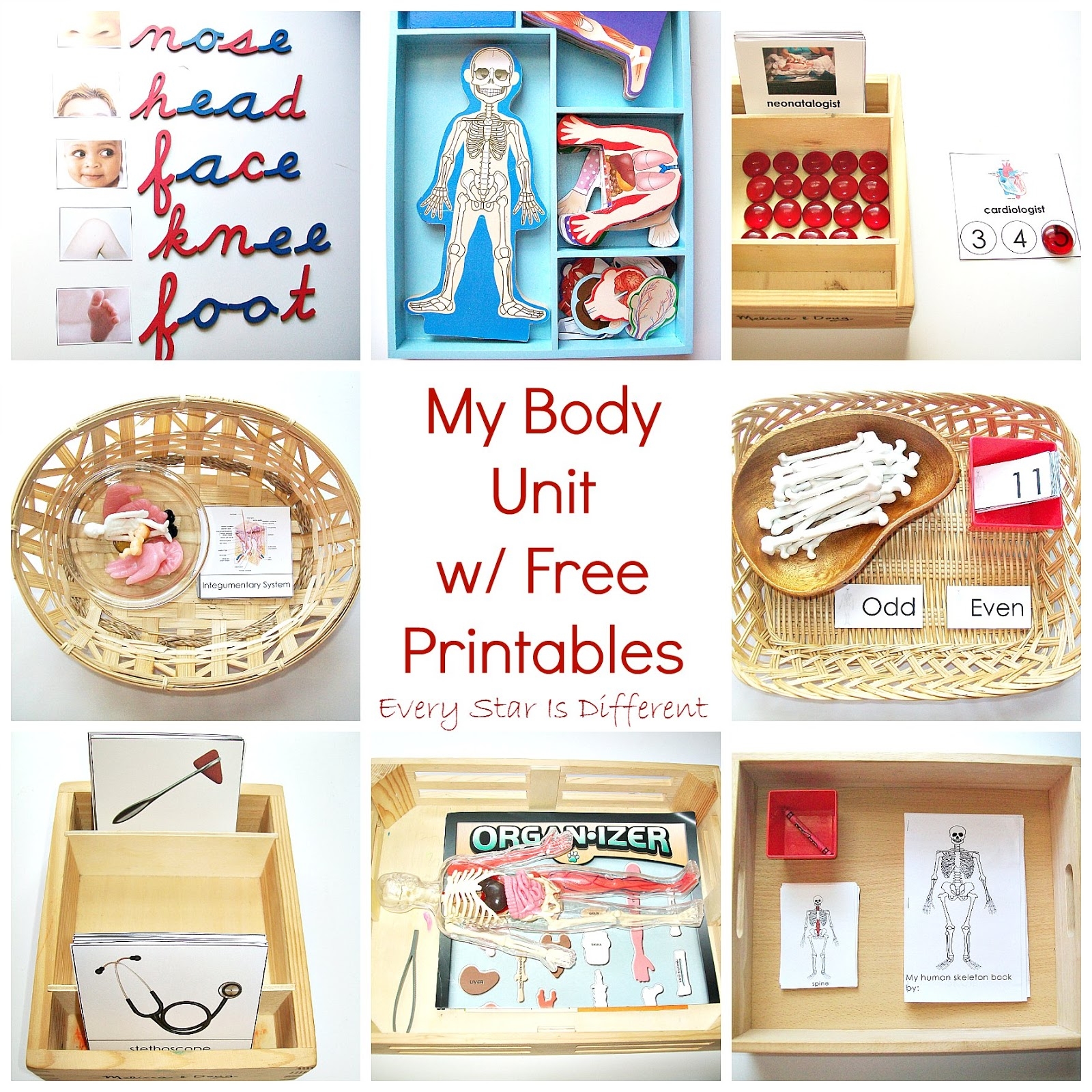 My Body Preschool Printables