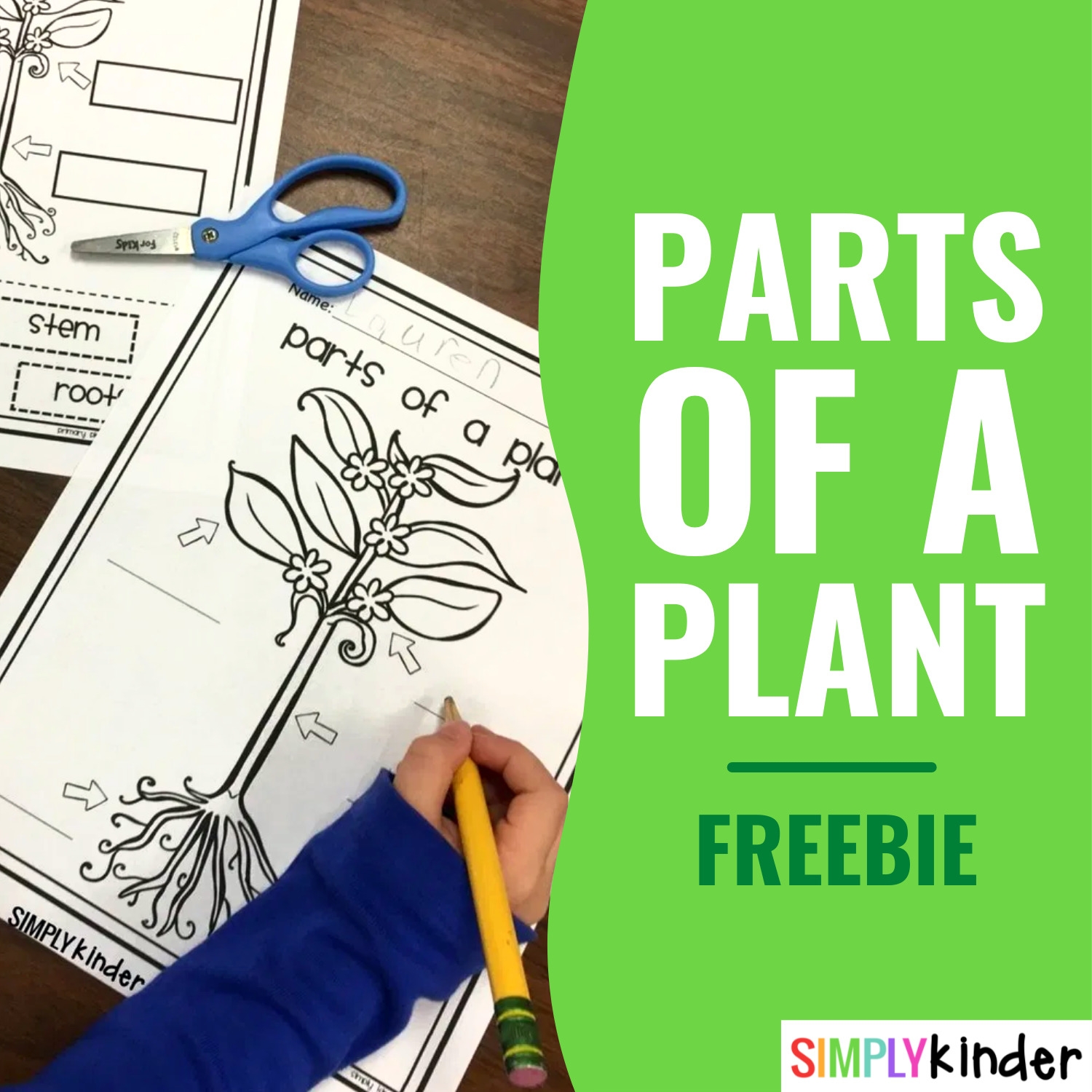 Plant Worksheets For Kindergarten Free