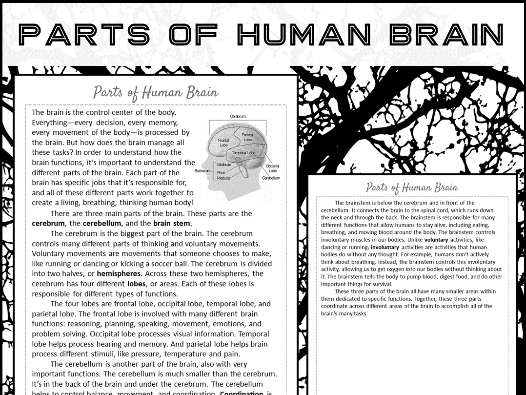 Parts Of Human Brain Reading Comprehension Passage And Questions Parts Of Human Brain Reading Comprehension Passage And Questions