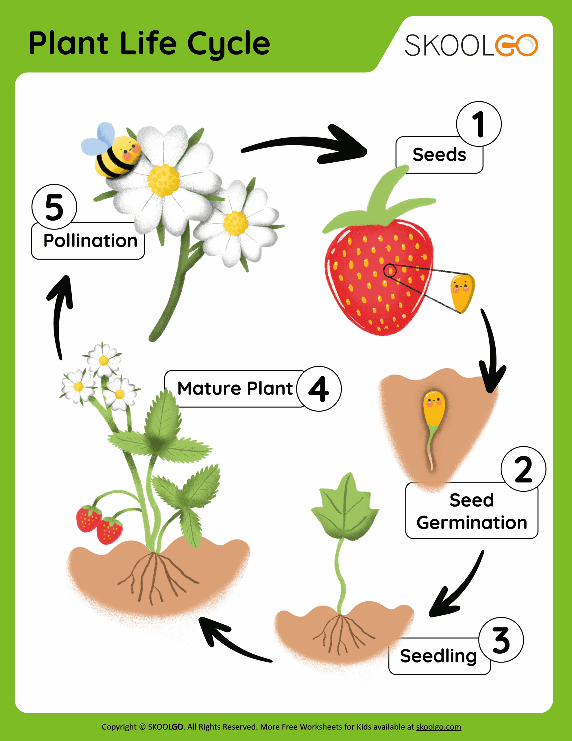 Free Printable Plant Worksheets First Grade