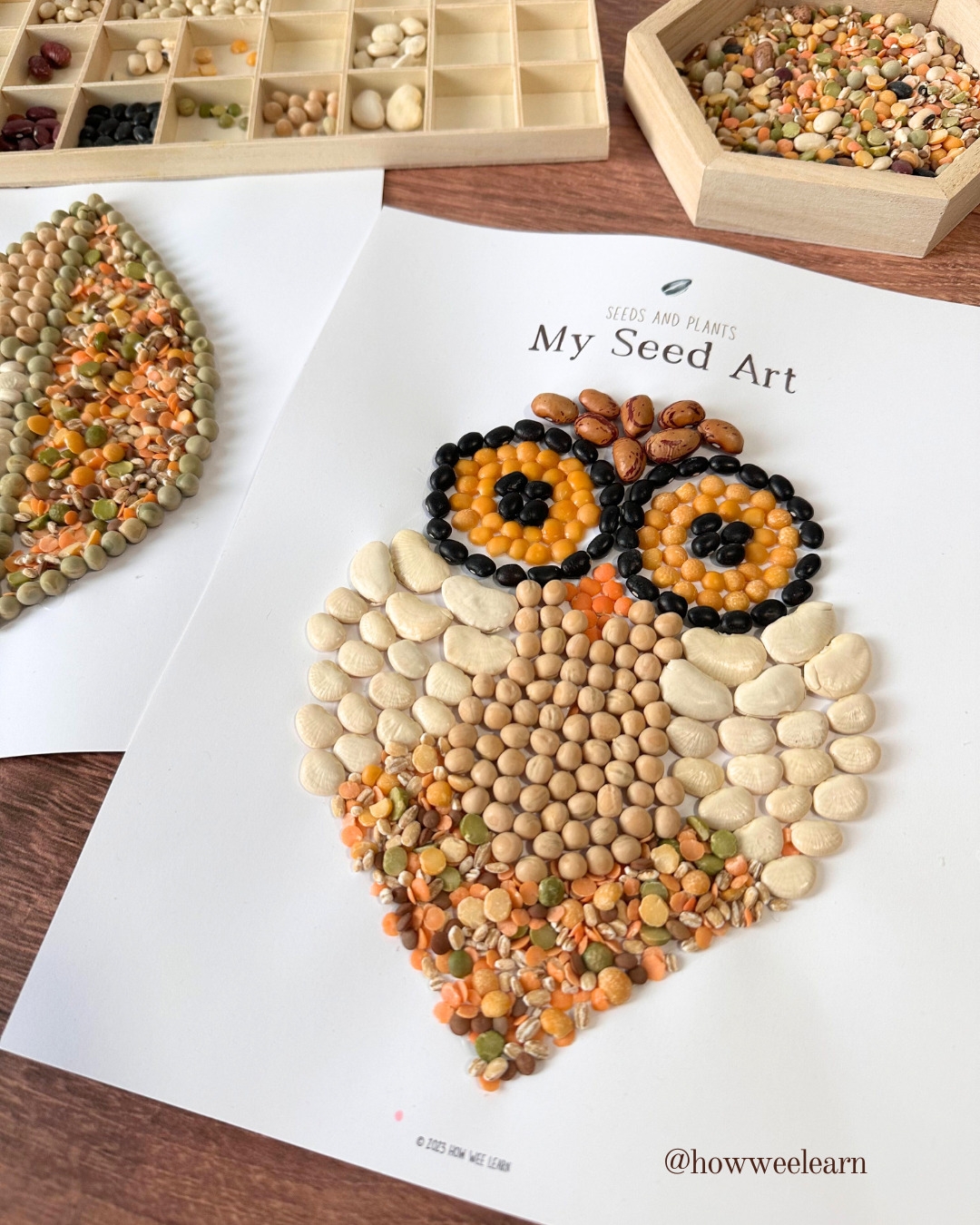 TONS Of Seed Activities For Kids How Wee Learn
