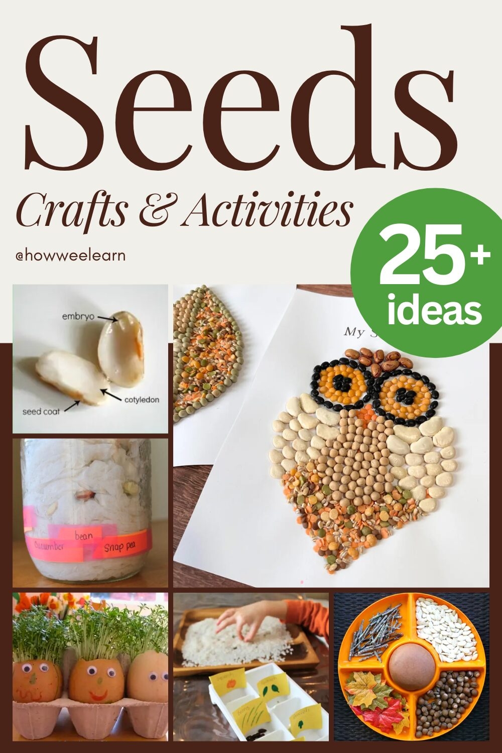 TONS Of Seed Activities For Kids How Wee Learn