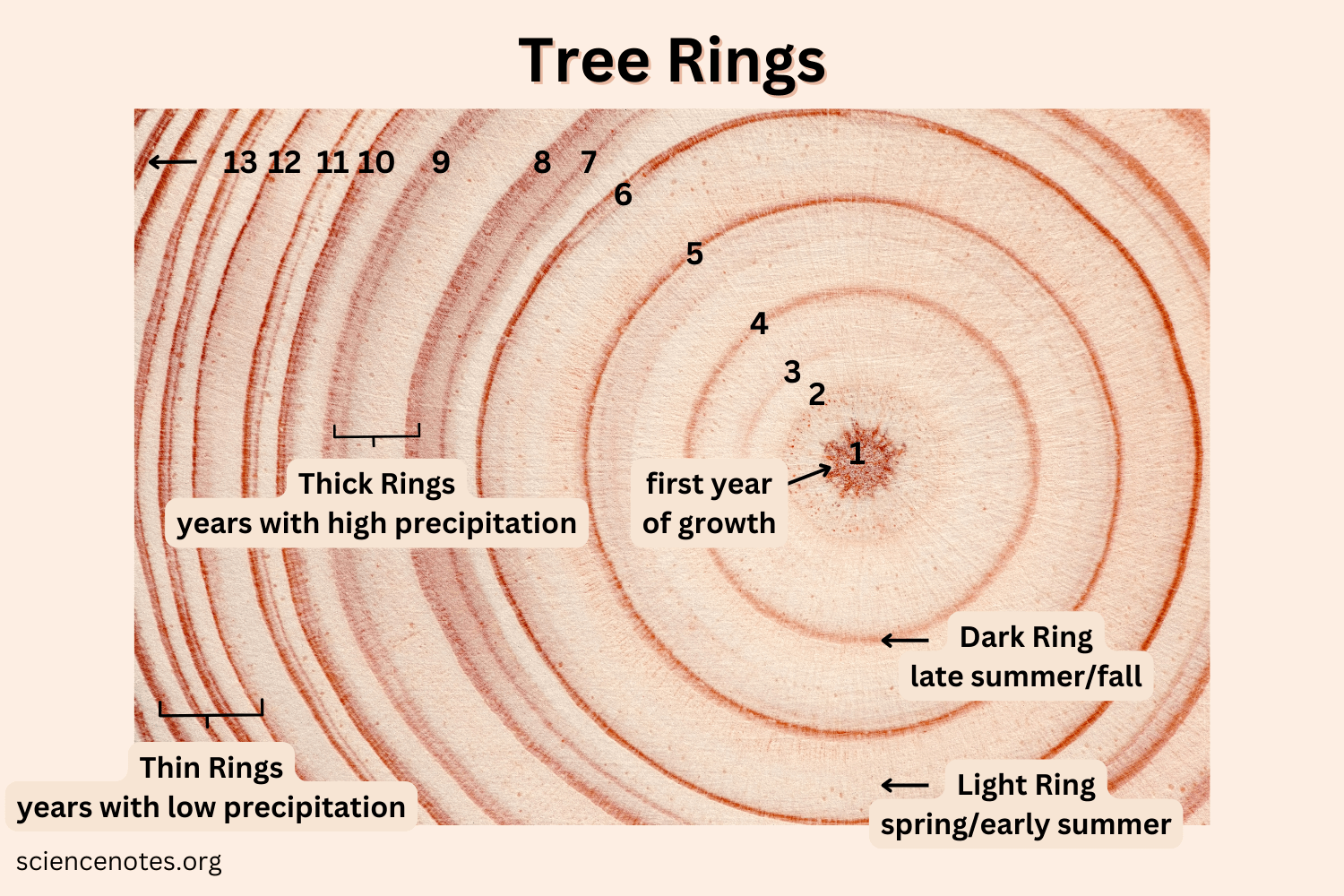 Tree Rings Dendrochronology And Dendroclimatology Tree Rings Dendrochronology And Dendroclimatology